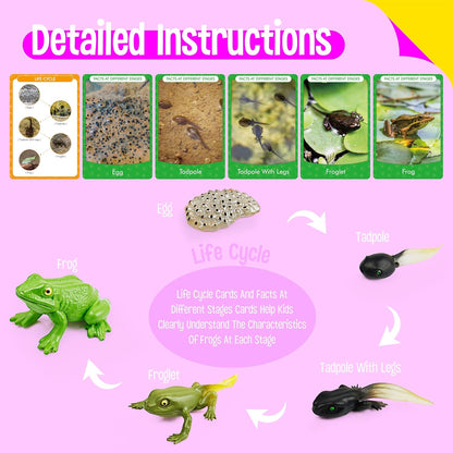 15 Plant Life Circle Flashcards with 4 Plastic Figurines-Seed to Plant, Plants Introduction Card Plants Growth Details for Nature Lovers & Adults, Montessori Toy for Kids