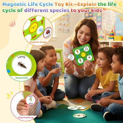 Bilingual Spanish and English Lift Cycle KIt Montessori Toy, Magnetic Learning Education Toys with Flash Cards, Animal Science Activities for Kids Ages 5-8, Matching Toys with Butterfuly, Frog
