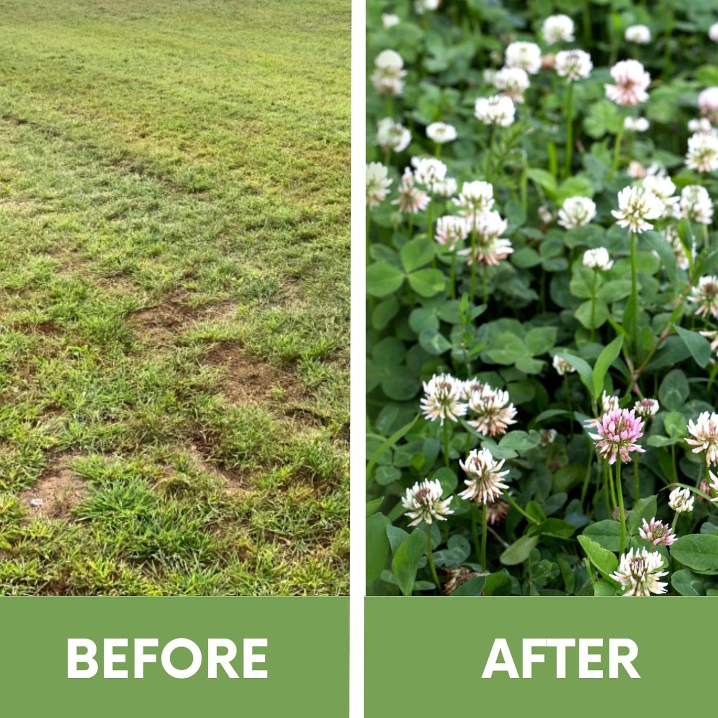 Lawn Seed Kits Dutch White Clover Seed Kit, Easy Spread Shakers, Low Maintenance Lawn, Alternative Ground Cover, Covers up to 250 Sqft