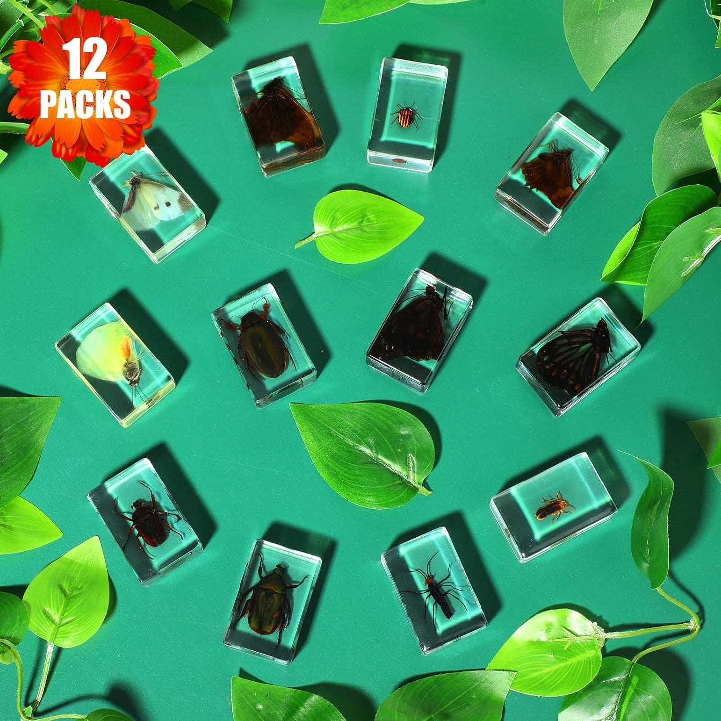 Macarrie 12 Pcs Insect Specimens for Kids Bug Collection Kit Real Specimens of Various Butterflies Beetles Classroom Science Education Animal Collection Bug Preserved Biology(Ladybug)