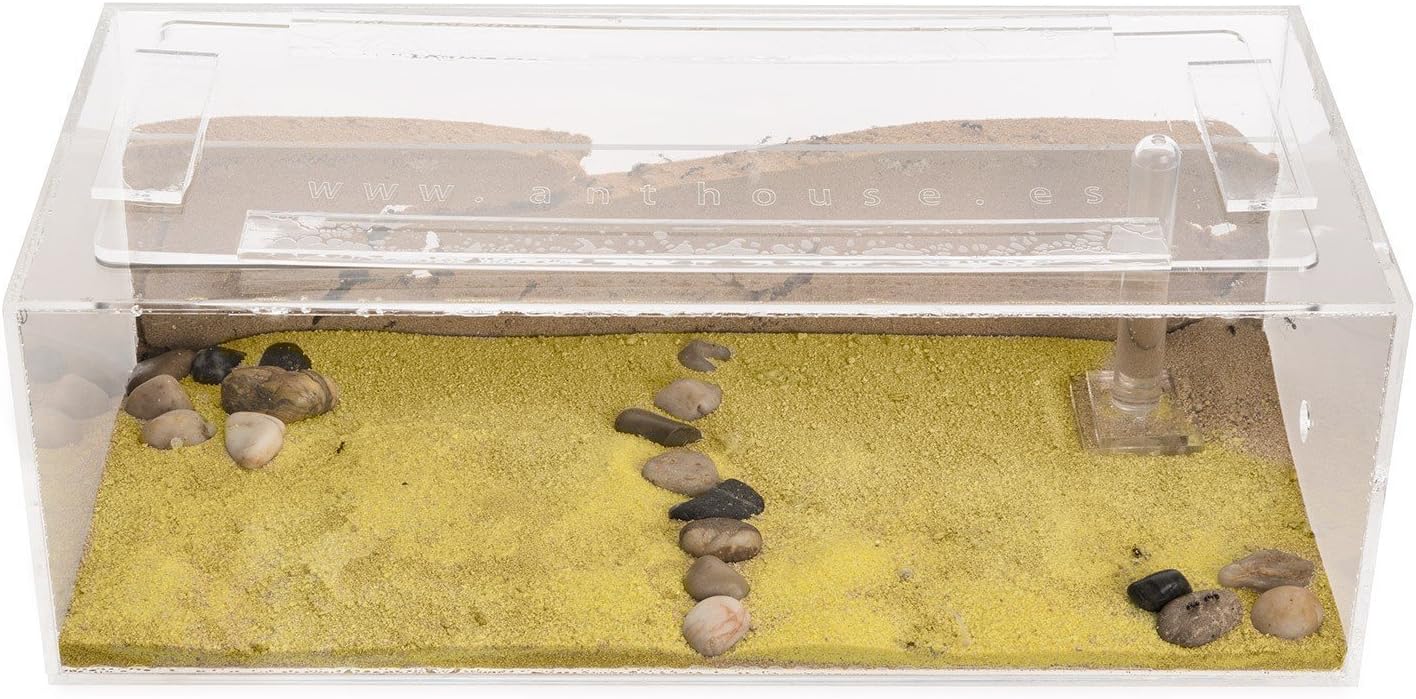 Sand Ant Farm Big - Anthill, Formicarium, Educational, Ants -