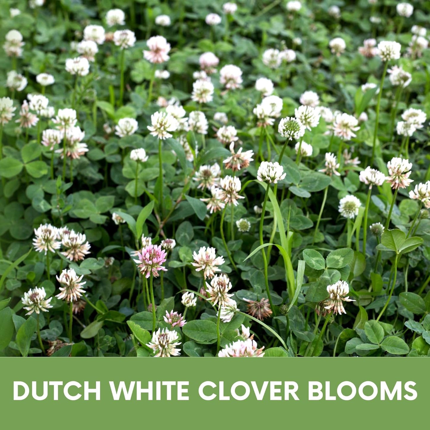 Lawn Seed Kits Dutch White Clover Seed Kit, Easy Spread Shakers, Low Maintenance Lawn, Alternative Ground Cover, Covers up to 250 Sqft