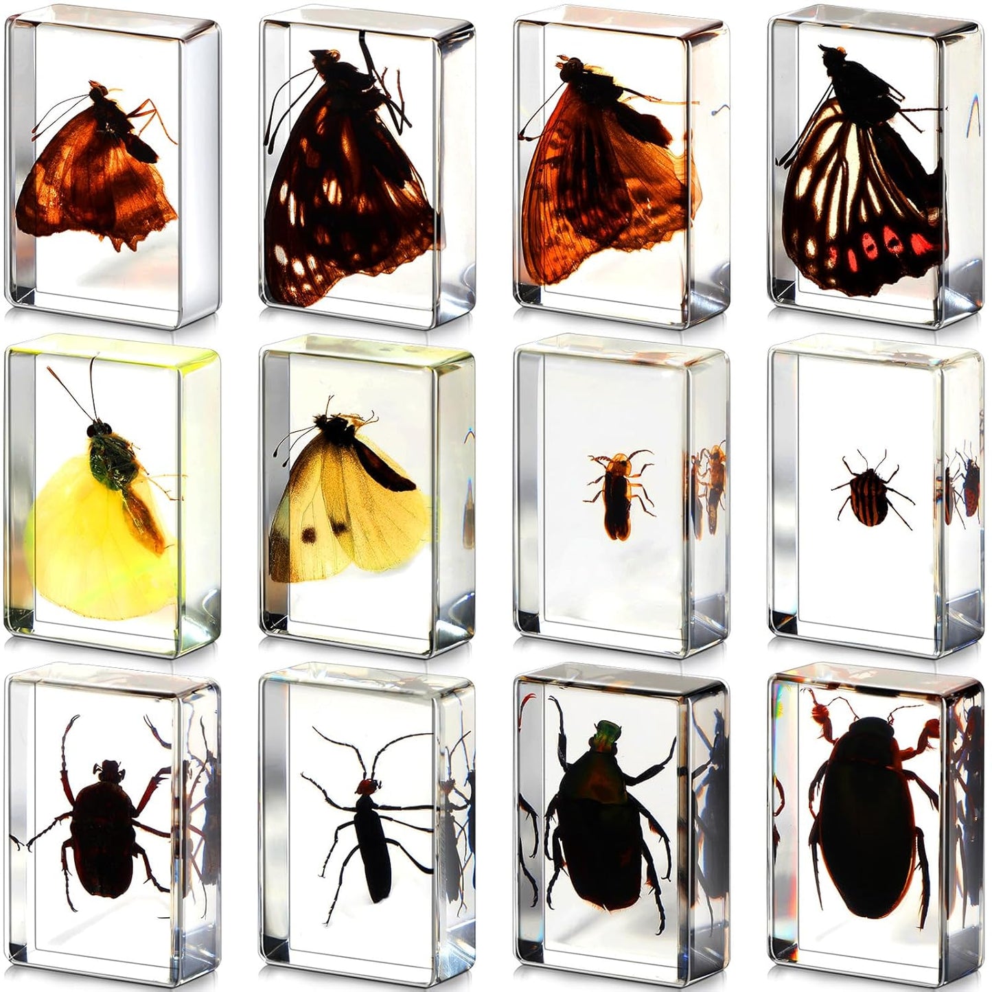 Macarrie 12 Pcs Insect Specimens for Kids Bug Collection Kit Real Specimens of Various Butterflies Beetles Classroom Science Education Animal Collection Bug Preserved Biology(Ladybug)