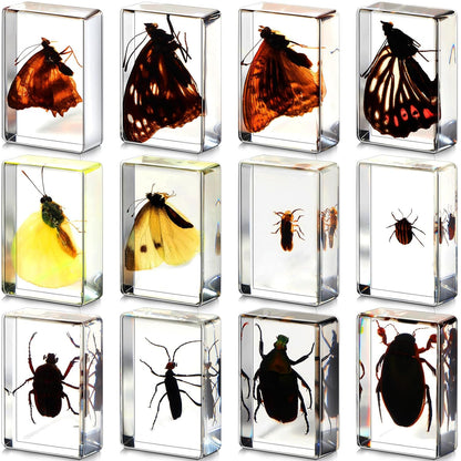 Macarrie 12 Pcs Insect Specimens for Kids Bug Collection Kit Real Specimens of Various Butterflies Beetles Classroom Science Education Animal Collection Bug Preserved Biology(Ladybug)