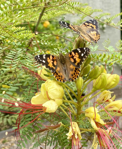 Insect Lore Bug Camp Bundle - Butterfly Kit with 5 Live Caterpillars, Ladybug Land with 1 Tube Live Larvae, Ant Mountain with 1 Tube Live Western Harvester Ants - Bonus Life Cycle Figurines & More