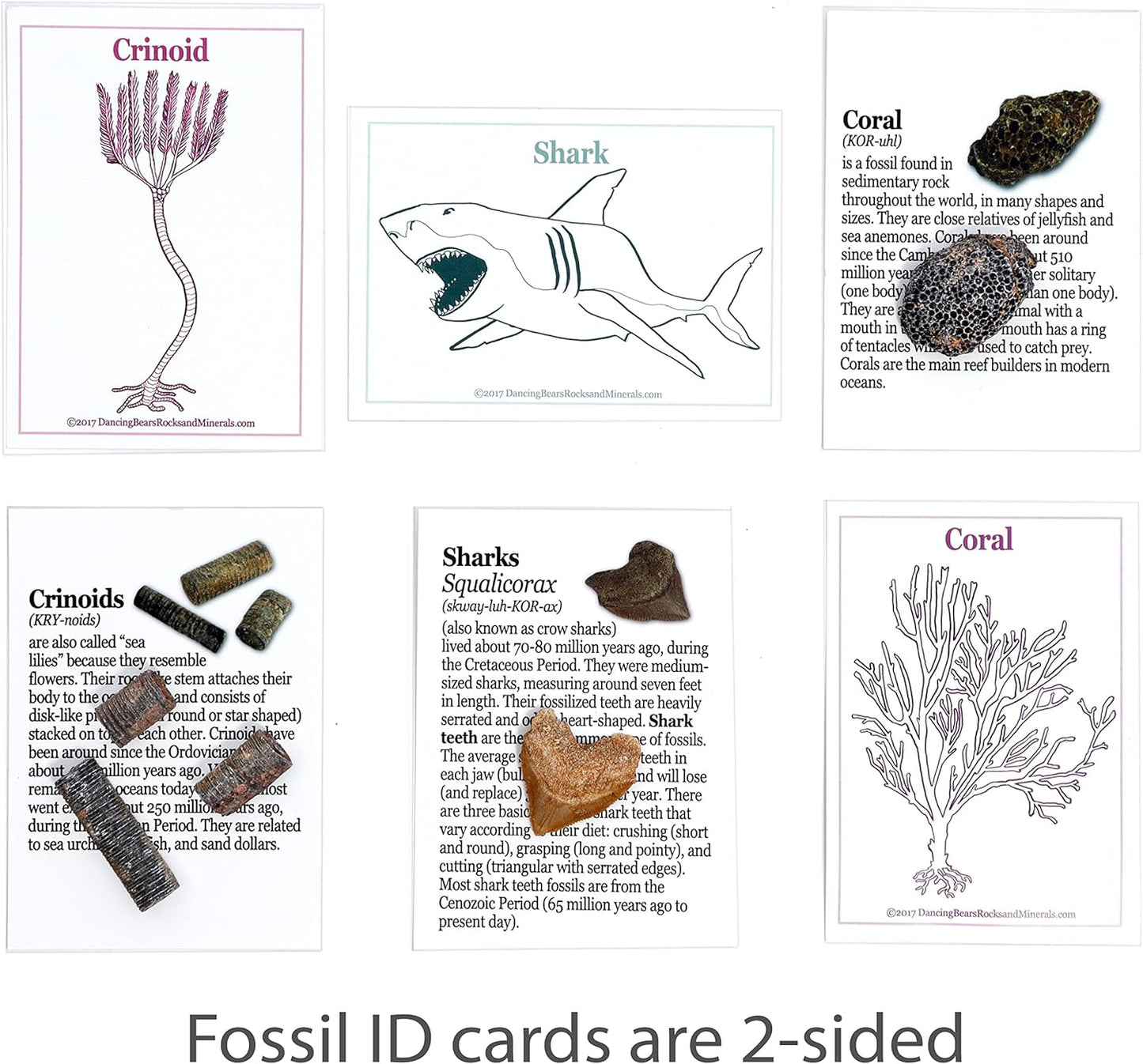 DANCING BEAR Fossil Collection Kit (12 pc Set) Real Shark Teeth, Dinosaur Bone, Coprolite (Poop!), Fossil ID Book, STEM Science Set