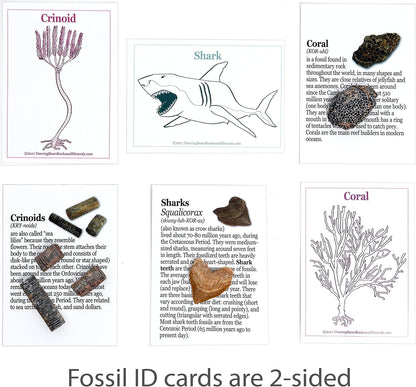 DANCING BEAR Fossil Collection Kit (12 pc Set) Real Shark Teeth, Dinosaur Bone, Coprolite (Poop!), Fossil ID Book, STEM Science Set