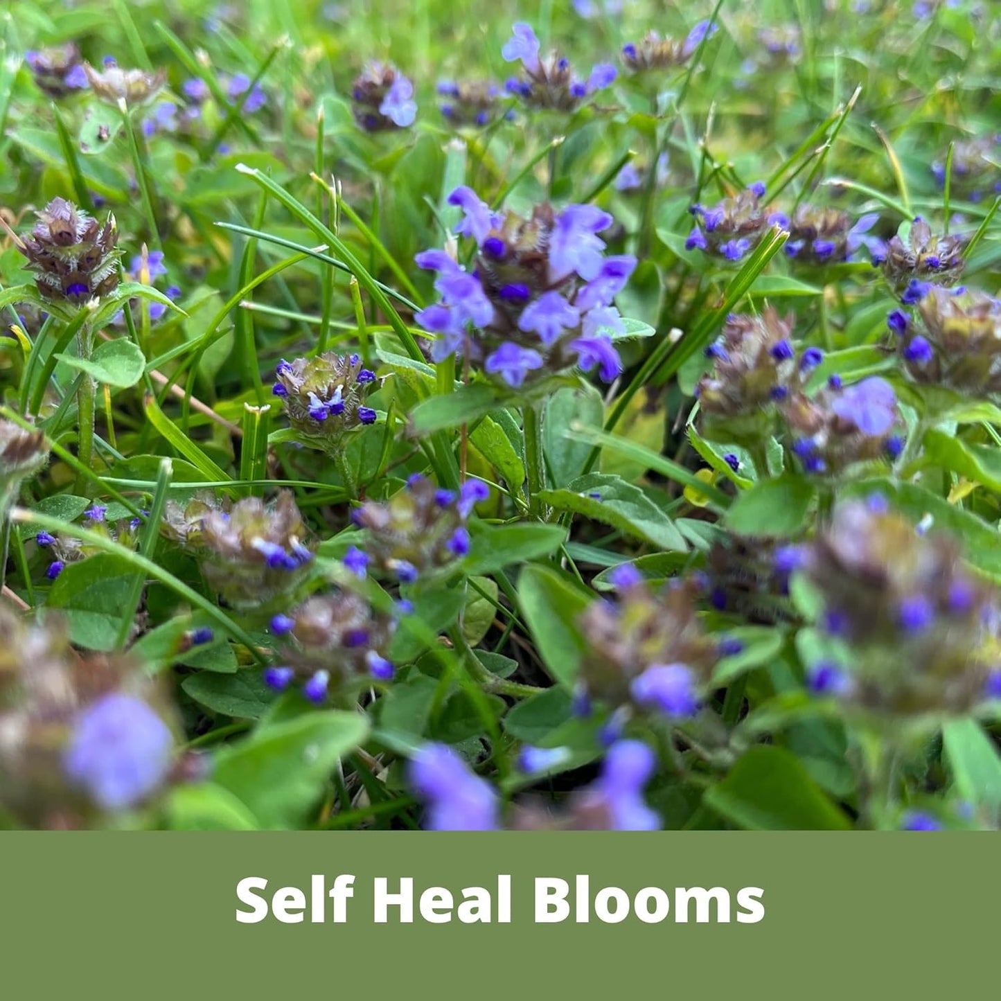 Flawn Seed Kits Speedy Bee Lawn, 500 SqFt, Dutch & Crimson Clover, Self-Heal, Easy to Spread, Low Maintenance, Pet, Kid, Eco-Friendly Regenerative