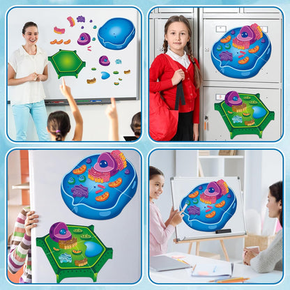 2 Set Magnetic Animal and Plant Cell Model Clearly Magnets Anatomy Models Educational Science Kits Back to School Biology Classroom Decor for Lab Decorations Teacher Must Haves Learning Teaching Aid