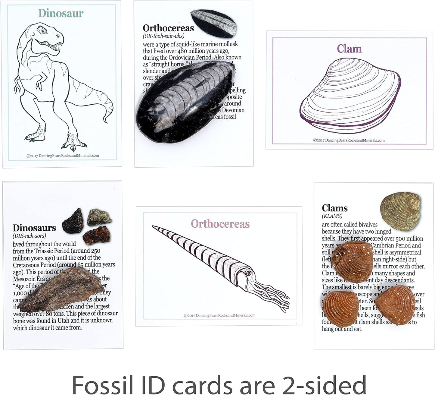DANCING BEAR Fossil Collection Kit (12 pc Set) Real Shark Teeth, Dinosaur Bone, Coprolite (Poop!), Fossil ID Book, STEM Science Set
