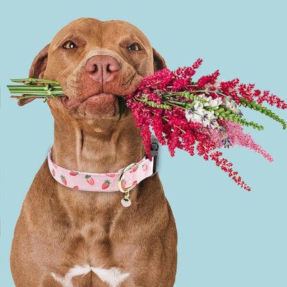 Faygarsle Dog Collar for Small Medium Large Dogs Colorful Puppy Collars for Female Dogs Toy Building Blocks Patterned Pet Collars for Summer Spring Wedding Puppy Girl Dog Collar M