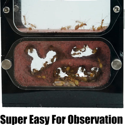 Ant Farm for Live Ants - for Small Ant Clony - Natural Learning Toy - Great Gift