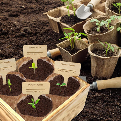 Meekear Indoor Starter 4 Kit with Complete Gardening Kit & Wooden Box, Growing into Shasta Daisy, Cornflower, Sunflower, Zinnia