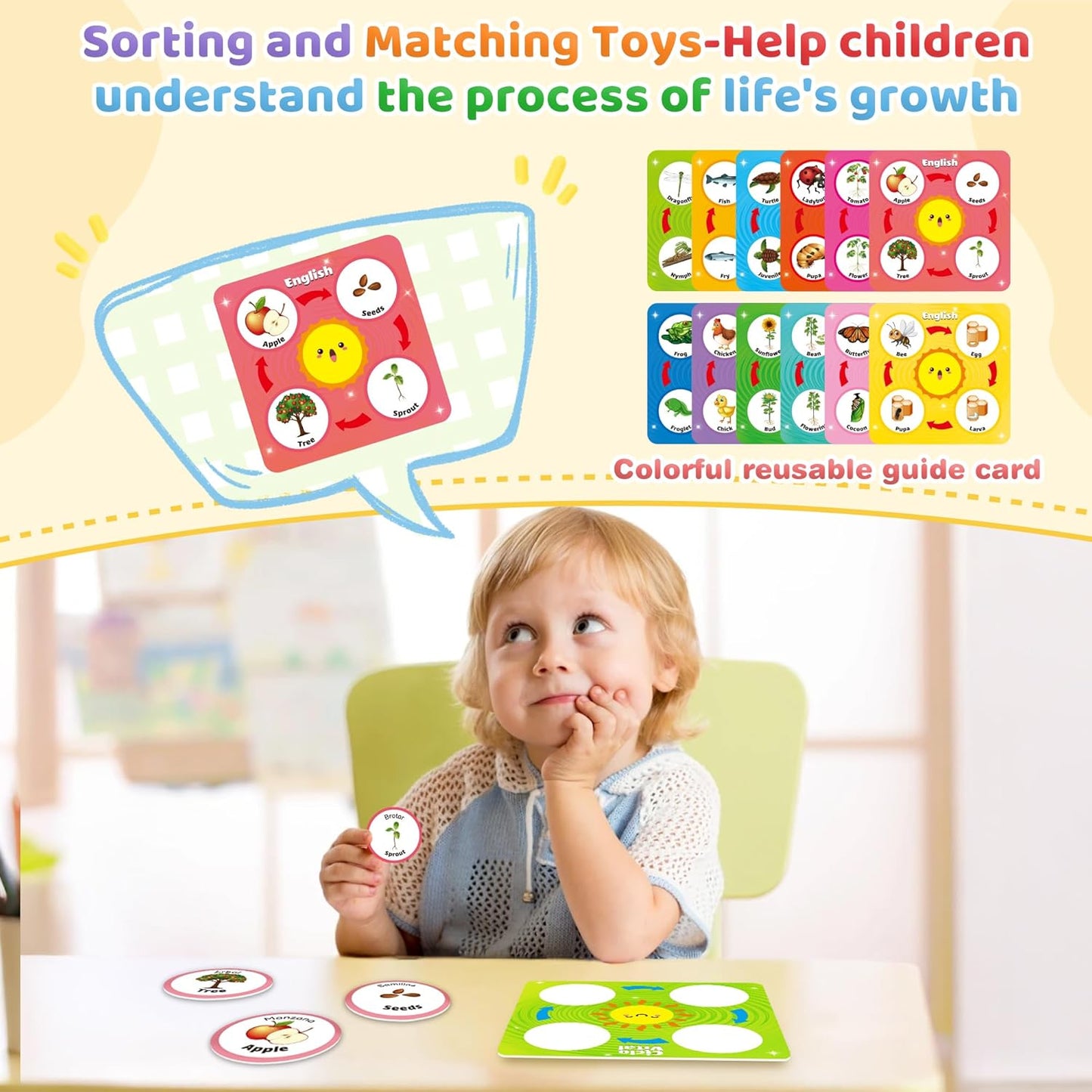 Bilingual Spanish and English Lift Cycle KIt Montessori Toy, Magnetic Learning Education Toys with Flash Cards, Animal Science Activities for Kids Ages 5-8, Matching Toys with Butterfuly, Frog