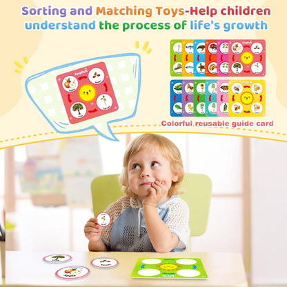 Bilingual Spanish and English Lift Cycle KIt Montessori Toy, Magnetic Learning Education Toys with Flash Cards, Animal Science Activities for Kids Ages 5-8, Matching Toys with Butterfuly, Frog