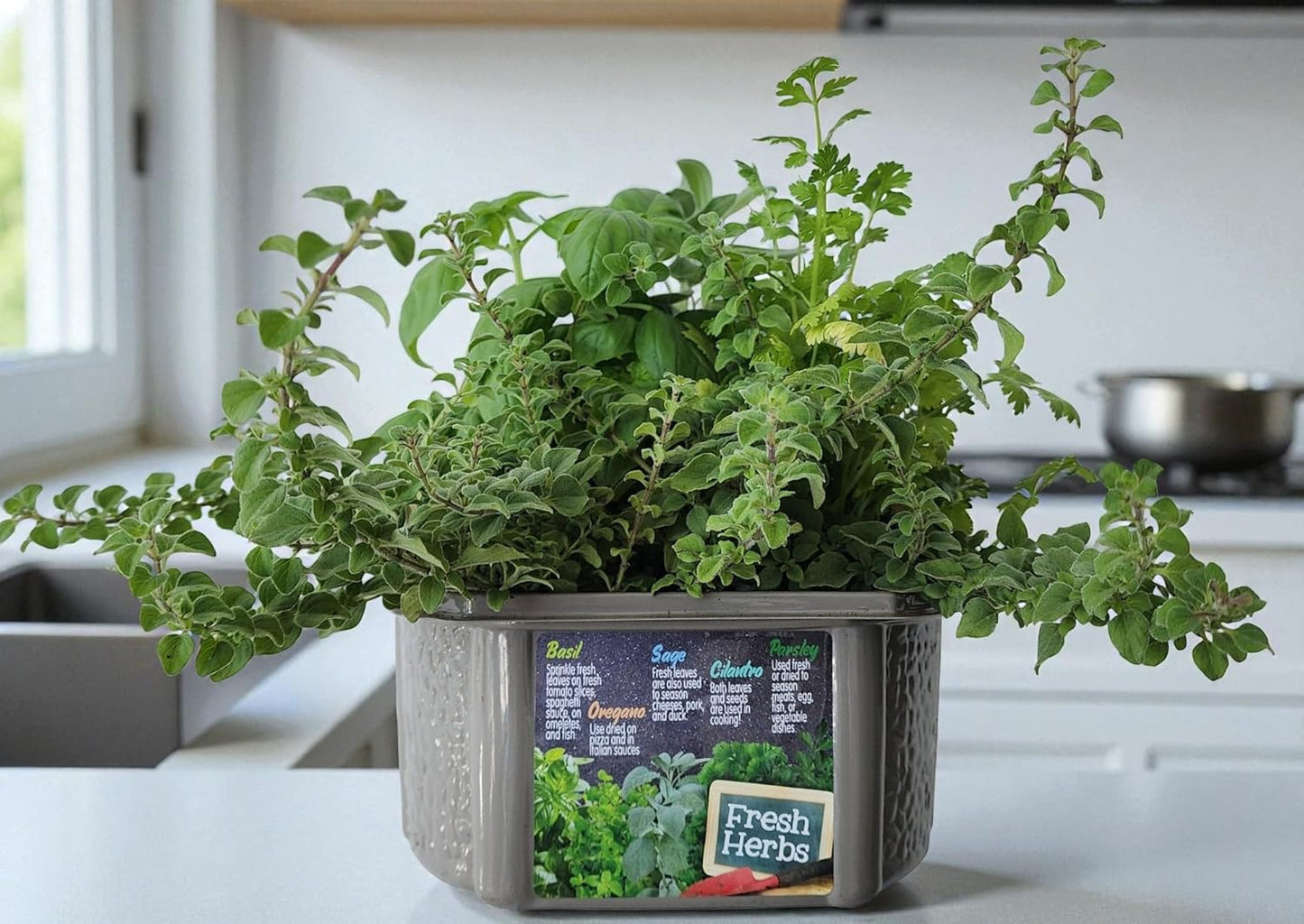 Herb Indoor Kitchen Window Garden Terrarium Starter Kit - Grow Your Own Basil, Oregano, Rosemary Sage, Cilantro, & Parsley - Includes Soil, Seeds & Complete Supplies - Unique Indoor House Plants