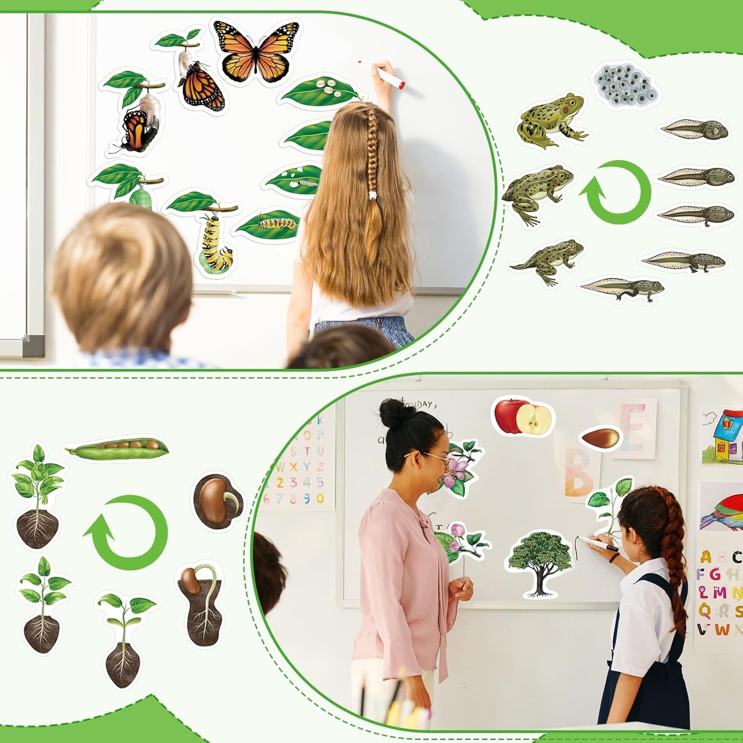 Relaxweex 30 Pcs Giant Magnetic Plant Butterfly Frog Life Cycle Growth Learning Education Toy Science Exploration Activities Resources Educational Preschool Material, Homeschool Classroom Teaching Aid