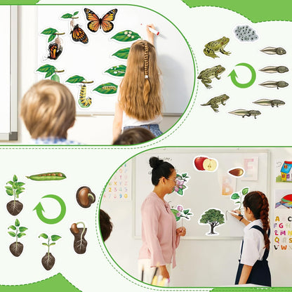 Relaxweex 30 Pcs Giant Magnetic Plant Butterfly Frog Life Cycle Growth Learning Education Toy Science Exploration Activities Resources Educational Preschool Material, Homeschool Classroom Teaching Aid