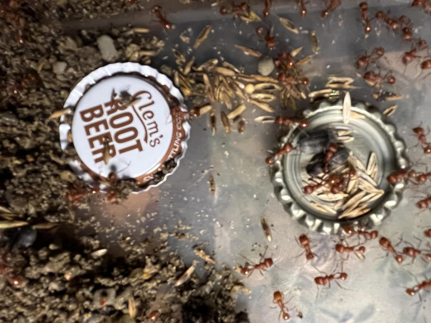 50 Live Harvester Ants to Replenish Your ant Farms.