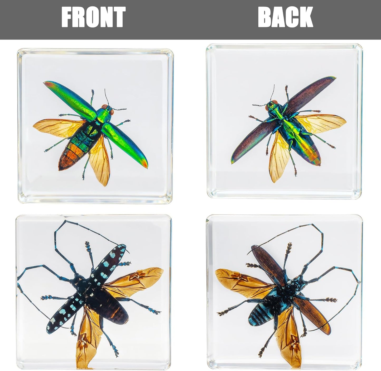 Insect Specimen Set, Bugs Collection Scientific Education Gift for Kids Aged 3-8-12 (Millipede, Centipede, Dragonfly Larvae, Tea Seed Bug, Red Longhorn Beetle, Spiny Spider)