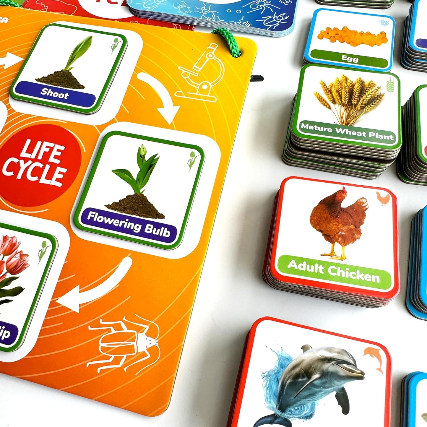 QUOKKA Life CycleToys for Kids - 30 Flashcards Toddler Science Kit Ages 2-4 - Pre-k Plant Animals Nature Learning Materials 3-5 - 120 Magnetic Flash Cards for Preschool and School (Part 2)