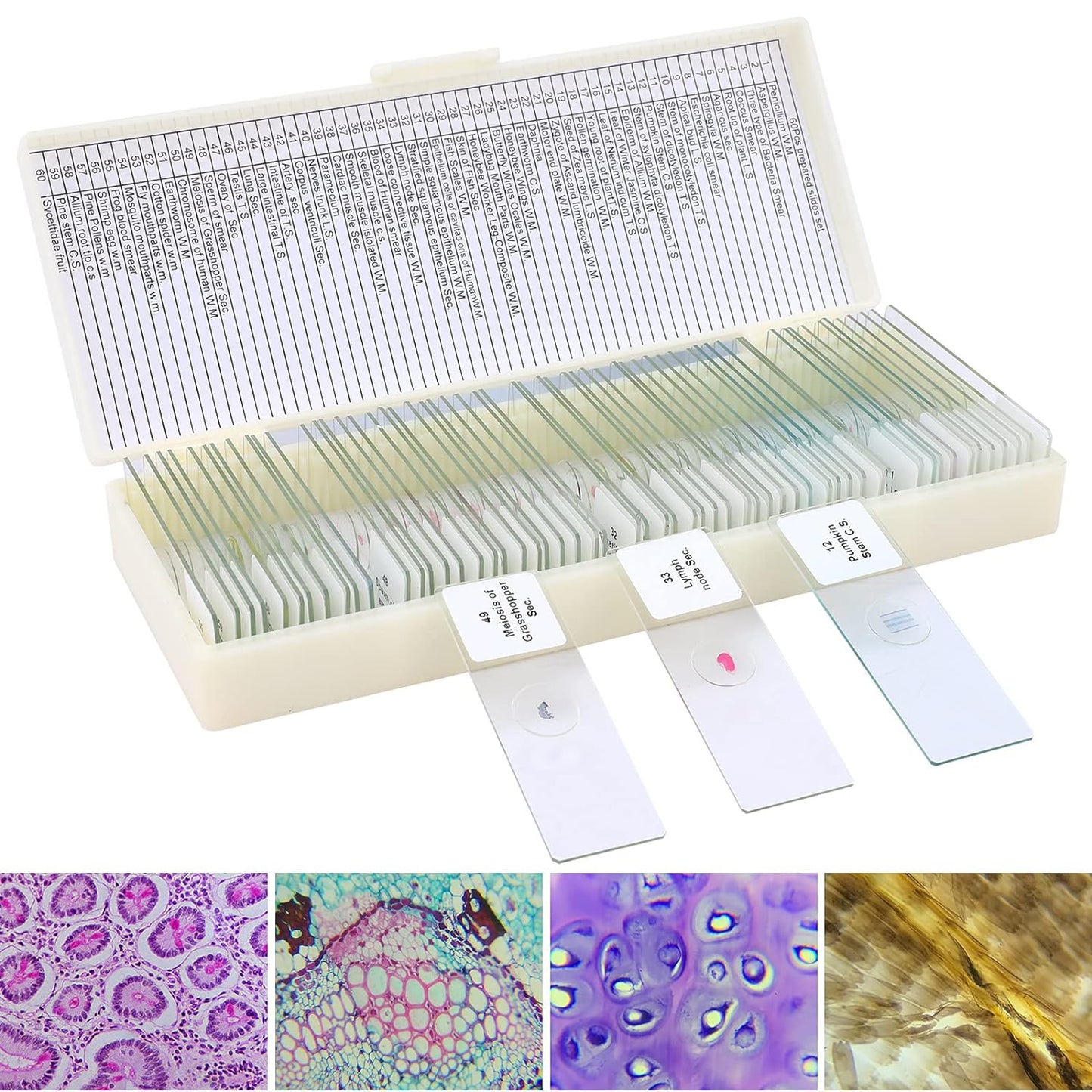30 Microscope Slides with Specimens for Kids, Prepared Microscope Slides for Kids Microbiology, Glass Slides for Microscope, Biology Gifts for Adults Kids