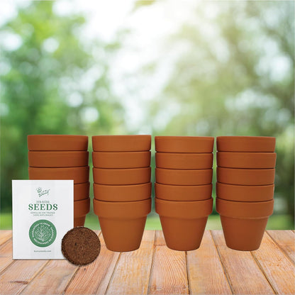 BUZZY Seeds Terracotta Mini Grow Pots – Herb Flower Plant Starter Kit Assorted 20-Pack with Lavender Seeds, Indoor Grow Your Own Gardening Gift for DIY Projects and Party Favors