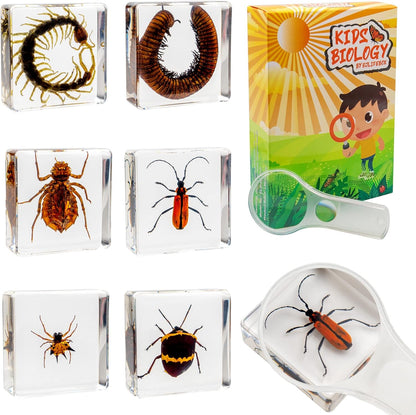 Insect Specimen Set, Bugs Collection Scientific Education Gift for Kids Aged 3-8-12 (Millipede, Centipede, Dragonfly Larvae, Tea Seed Bug, Red Longhorn Beetle, Spiny Spider)