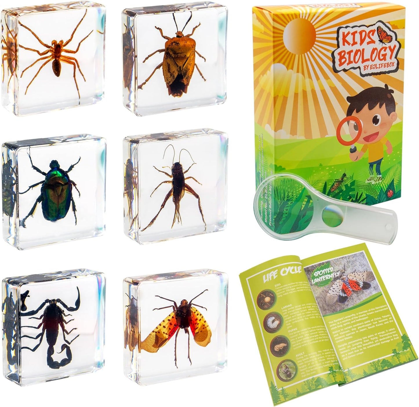 Insect Specimen Set, Bugs Collection Scientific Education Gift for Kids Aged 3-8-12 (Millipede, Centipede, Dragonfly Larvae, Tea Seed Bug, Red Longhorn Beetle, Spiny Spider)