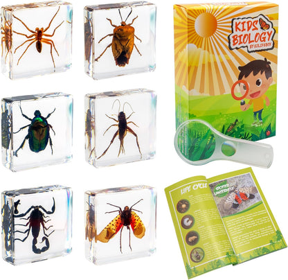 Insect Specimen Set, Bugs Collection Scientific Education Gift for Kids Aged 3-8-12 (Millipede, Centipede, Dragonfly Larvae, Tea Seed Bug, Red Longhorn Beetle, Spiny Spider)