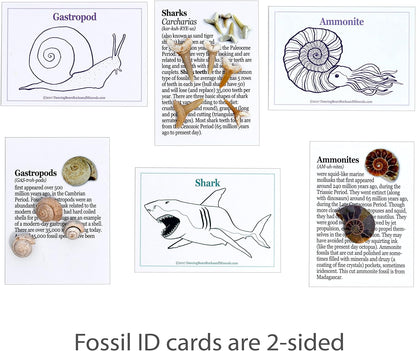 DANCING BEAR Fossil Collection Kit (12 pc Set) Real Shark Teeth, Dinosaur Bone, Coprolite (Poop!), Fossil ID Book, STEM Science Set