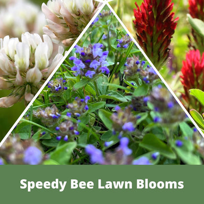 Flawn Seed Kits Speedy Bee Lawn, 500 SqFt, Dutch & Crimson Clover, Self-Heal, Easy to Spread, Low Maintenance, Pet, Kid, Eco-Friendly Regenerative