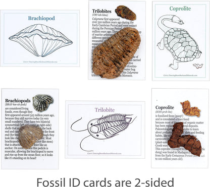 DANCING BEAR Fossil Collection Kit (12 pc Set) Real Shark Teeth, Dinosaur Bone, Coprolite (Poop!), Fossil ID Book, STEM Science Set