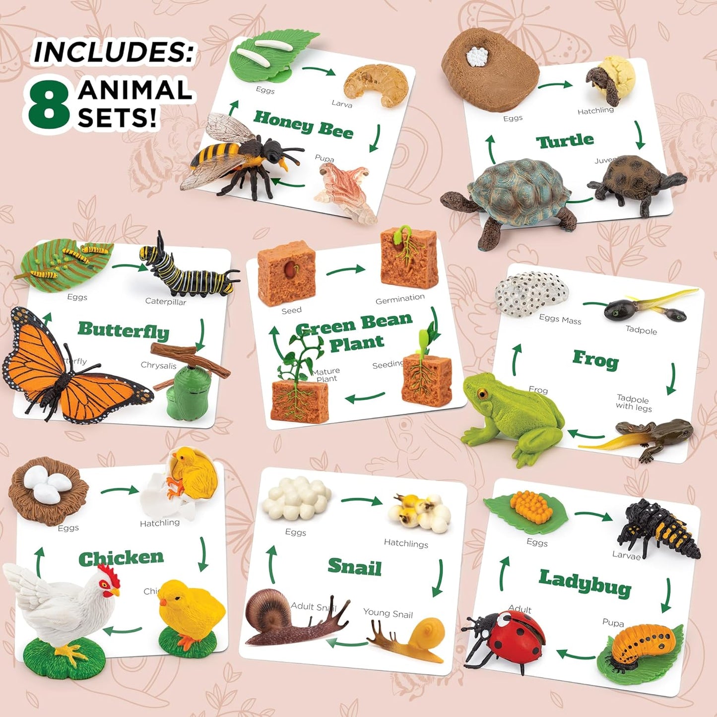 Life Cycle Animal Kit - Montessori Science Toy with 24-Piece Matching Game, Butterfly, Frog, Chicken, Bee, Ladybug and Turtle STEM Educational Gift, Easter Basket fillers for Kids Ages 3-8