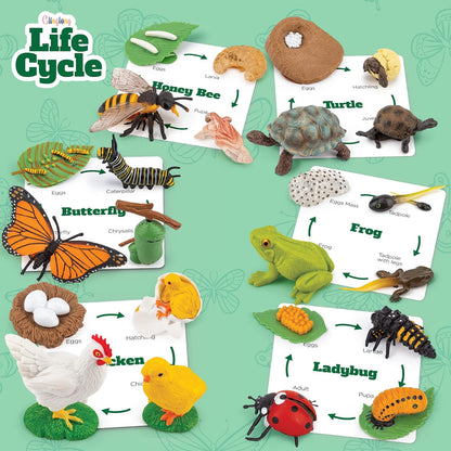 Life Cycle Animal Kit - Montessori Science Toy with 24-Piece Matching Game, Butterfly, Frog, Chicken, Bee, Ladybug and Turtle STEM Educational Gift, Easter Basket fillers for Kids Ages 3-8