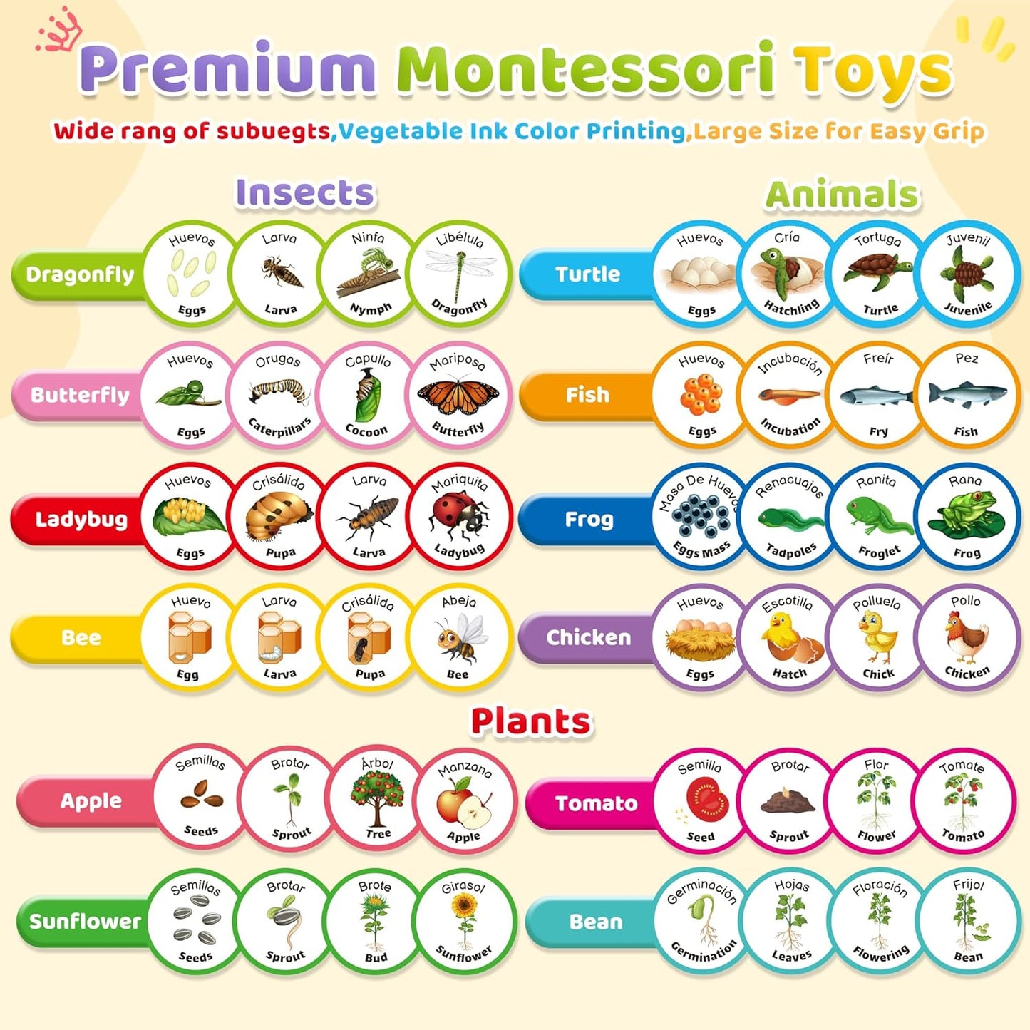 Bilingual Spanish and English Lift Cycle KIt Montessori Toy, Magnetic Learning Education Toys with Flash Cards, Animal Science Activities for Kids Ages 5-8, Matching Toys with Butterfuly, Frog