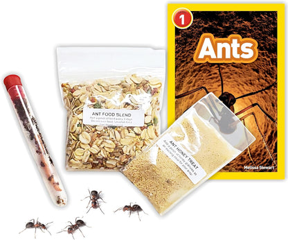 1 Tube Live Ant Farm Ants Plus Ant Food-Bundle
