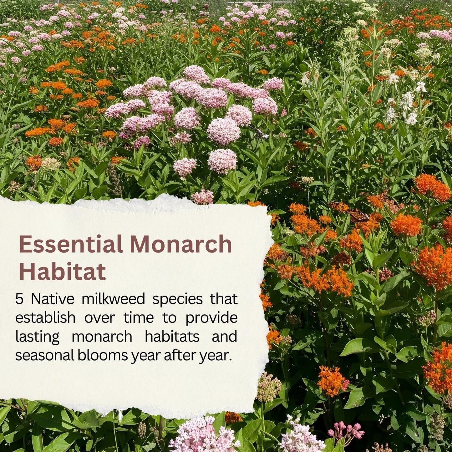 Native Milkweed Variety Pack - 5 Essential Species for Monarch Butterfly Gardens - Common, Swamp, Butterfly Weed, Showy & Narrowleaf - Non-GMO Native Wildflower Seeds for Pollinators