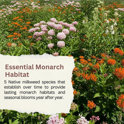 Native Milkweed Variety Pack - 5 Essential Species for Monarch Butterfly Gardens - Common, Swamp, Butterfly Weed, Showy & Narrowleaf - Non-GMO Native Wildflower Seeds for Pollinators