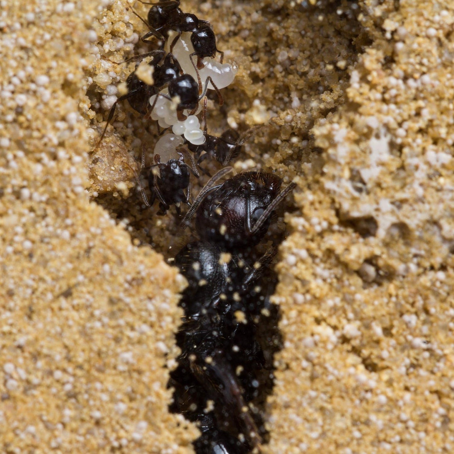 AntHouse Sand Ant Farm Mini - Formicarium