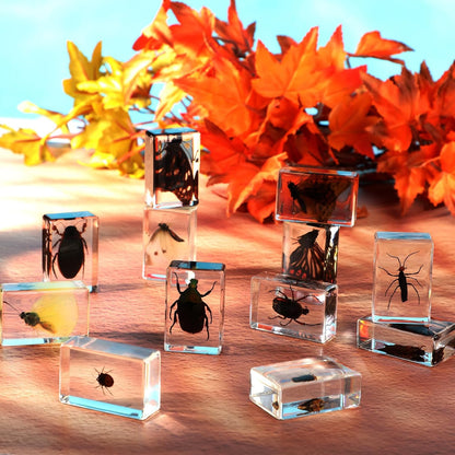 Macarrie 12 Pcs Insect Specimens for Kids Bug Collection Kit Real Specimens of Various Butterflies Beetles Classroom Science Education Animal Collection Bug Preserved Biology(Ladybug)