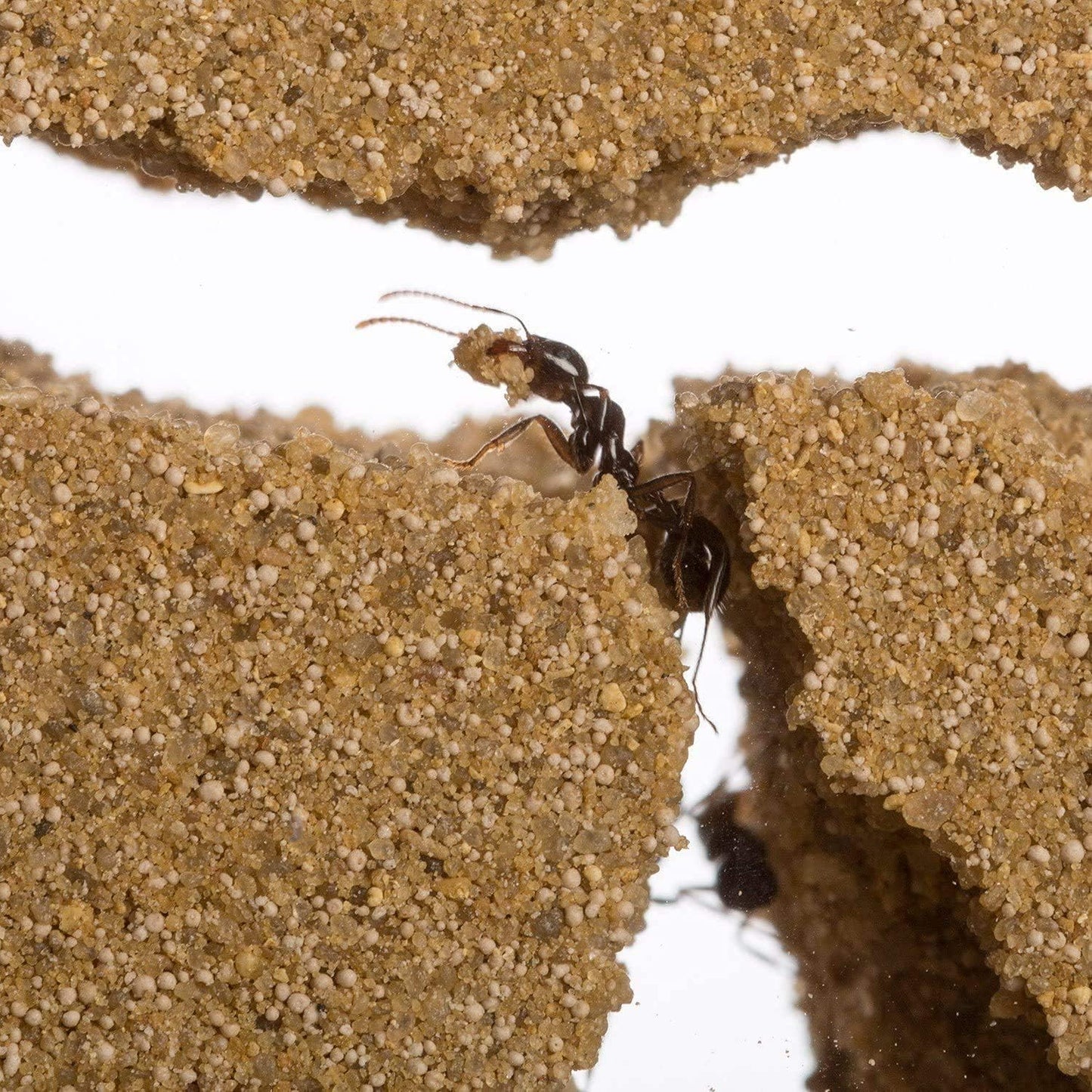 Anthouse.ES - Natural Sand Ant Farm - Basic Acrylic Kit (Sandwich + Foraging Box) - 12x10x1 cm and 18x10x5 cm