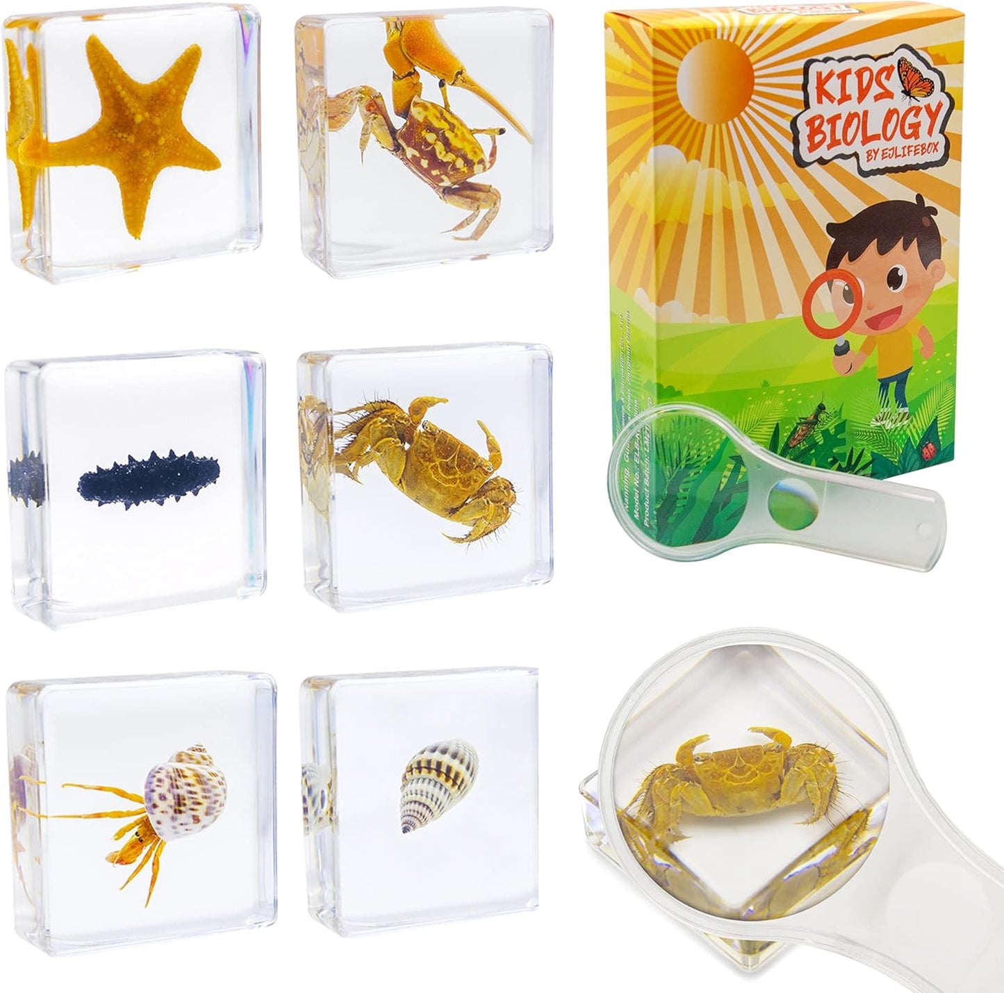 Insect Specimen Set, Bugs Collection Scientific Education Gift for Kids Aged 3-8-12 (Millipede, Centipede, Dragonfly Larvae, Tea Seed Bug, Red Longhorn Beetle, Spiny Spider)