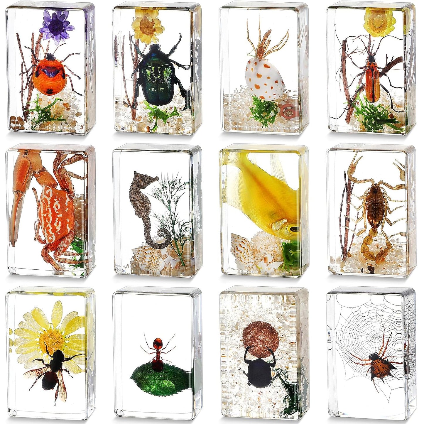 Macarrie 12 Pcs Insect Specimens for Kids Bug Collection Kit Real Specimens of Various Butterflies Beetles Classroom Science Education Animal Collection Bug Preserved Biology(Ladybug)