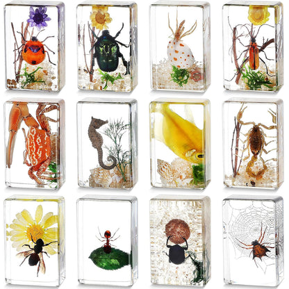 Macarrie 12 Pcs Insect Specimens for Kids Bug Collection Kit Real Specimens of Various Butterflies Beetles Classroom Science Education Animal Collection Bug Preserved Biology(Ladybug)