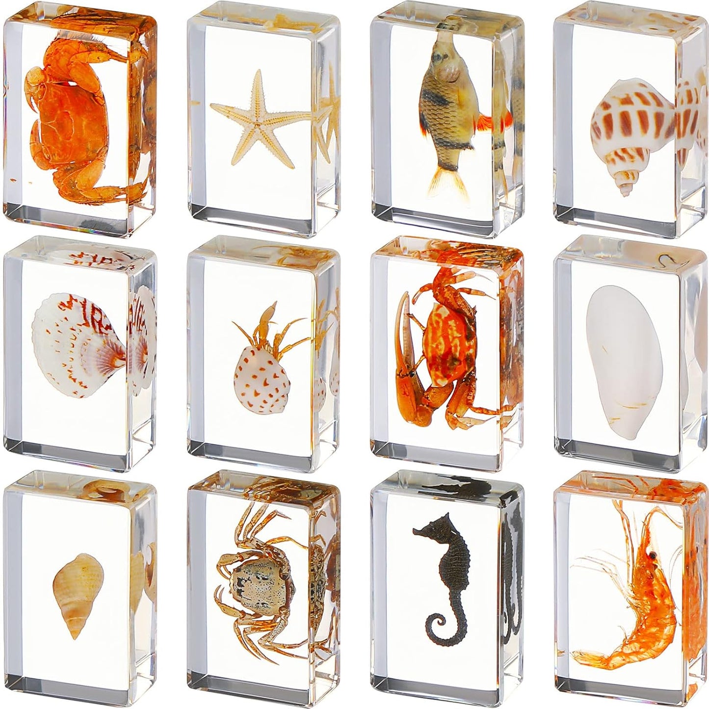 Macarrie 12 Pcs Insect Specimens for Kids Bug Collection Kit Real Specimens of Various Butterflies Beetles Classroom Science Education Animal Collection Bug Preserved Biology(Ladybug)