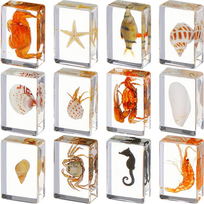 Macarrie 12 Pcs Insect Specimens for Kids Bug Collection Kit Real Specimens of Various Butterflies Beetles Classroom Science Education Animal Collection Bug Preserved Biology(Ladybug)