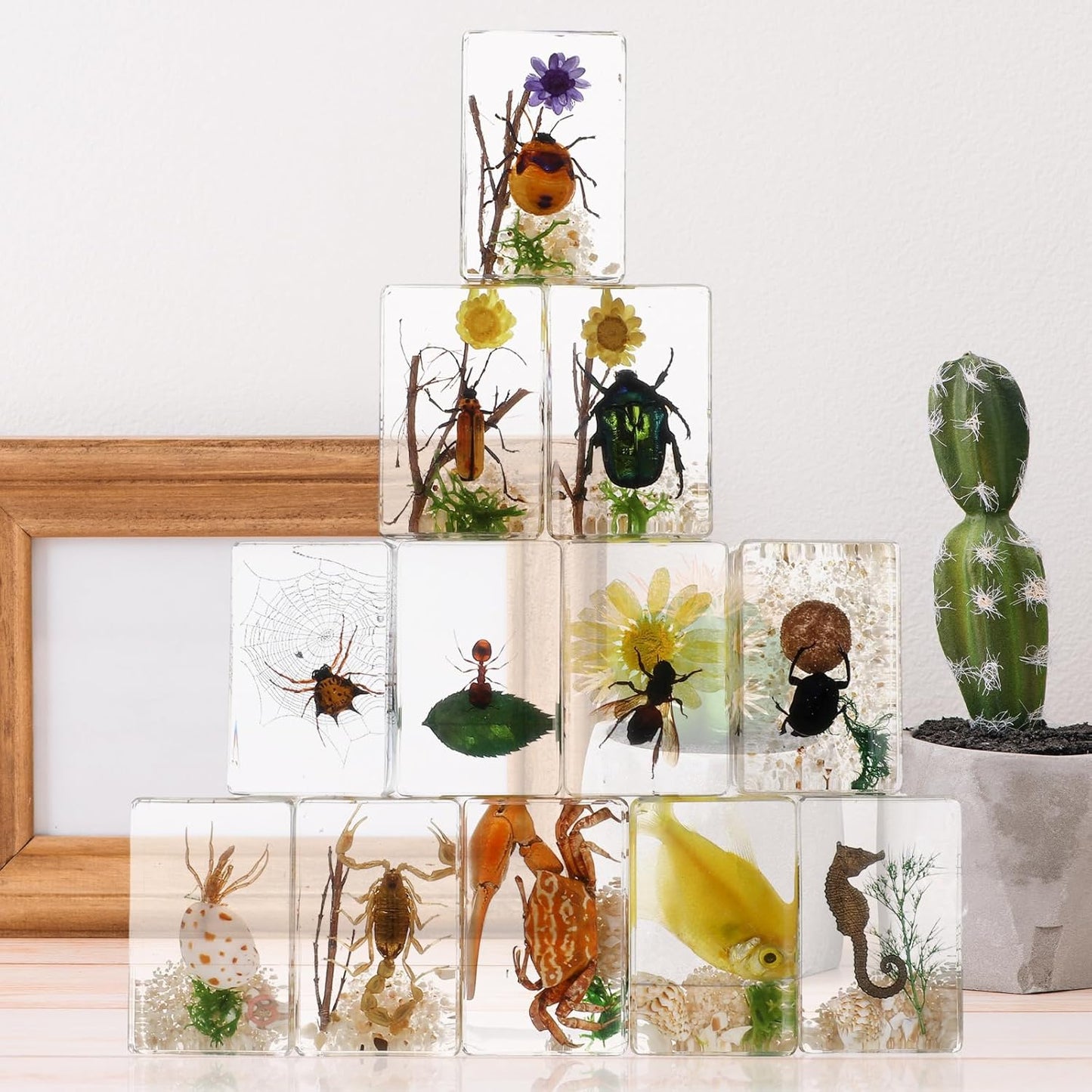 Macarrie 12 Pcs Insect Specimens for Kids Bug Collection Kit Real Specimens of Various Butterflies Beetles Classroom Science Education Animal Collection Bug Preserved Biology(Ladybug)