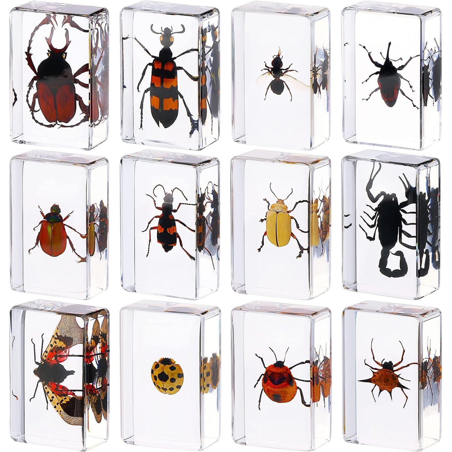 Macarrie 12 Pcs Insect Specimens for Kids Bug Collection Kit Real Specimens of Various Butterflies Beetles Classroom Science Education Animal Collection Bug Preserved Biology(Ladybug)