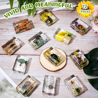 Macarrie 12 Pcs Insect Specimens for Kids Bug Collection Kit Real Specimens of Various Butterflies Beetles Classroom Science Education Animal Collection Bug Preserved Biology(Ladybug)